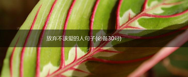 放弃不该爱的人句子(必备30句),第1张