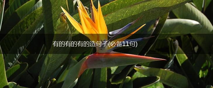 有的有的有的造句子(必备11句),第1张