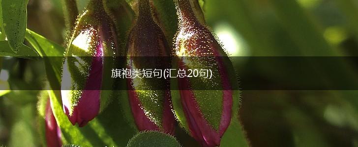旗袍类短句(汇总20句),第1张