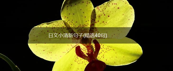 日文小清新句子(精选40句),第1张