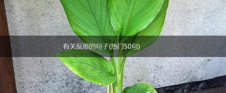有关反思的句子(热门50句),第1张