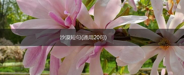 沙漠短句(通用20句),第1张