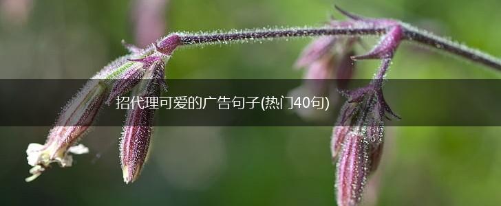 招代理可爱的广告句子(热门40句),第1张