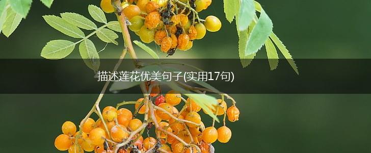 描述莲花优美句子(实用17句),第1张