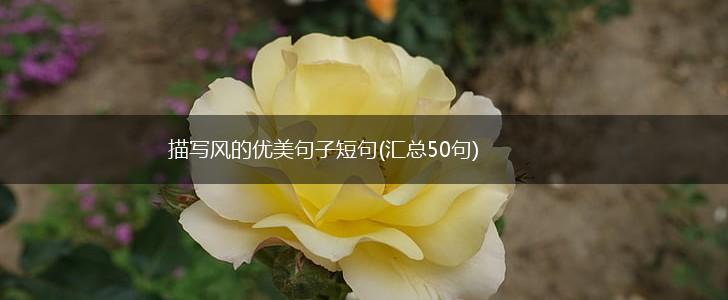 描写风的优美句子短句(汇总50句),第1张