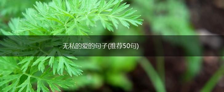 无私的爱的句子(推荐50句),第1张