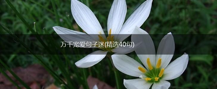 万千宠爱句子迷(精选40句),第1张