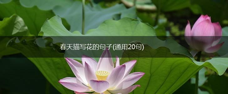 春天描写花的句子(通用20句),第1张