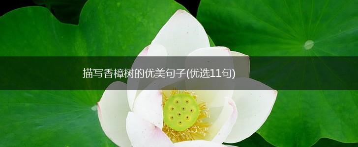 描写香樟树的优美句子(优选11句),第1张 描写香樟树的优美句子(优选11句),第1张