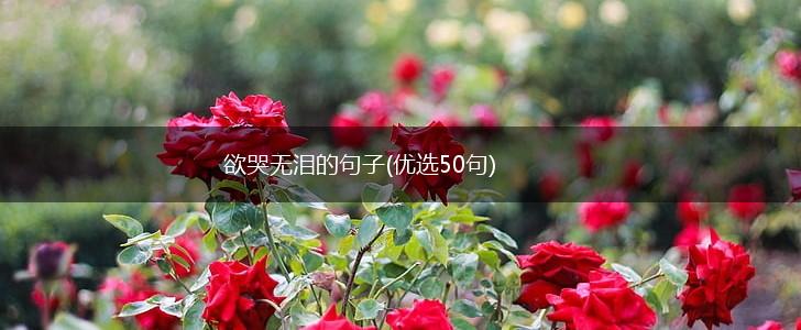 欲哭无泪的句子(优选50句),第1张