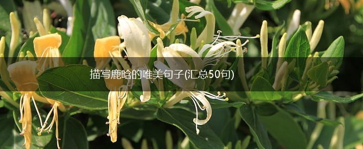 描写鹿晗的唯美句子(汇总50句),第1张