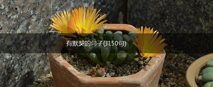 有默契的句子(共50句),第1张