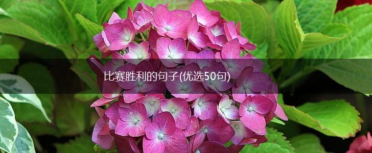 比赛胜利的句子(优选50句),第1张