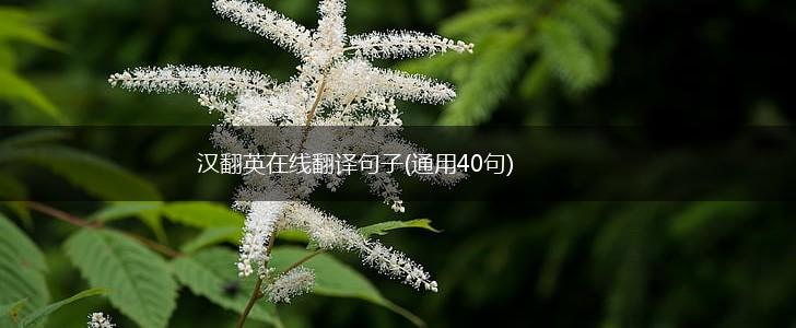 汉翻英在线翻译句子(通用40句),第1张