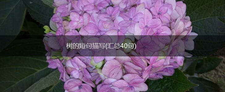 树的短句描写(汇总40句),第1张