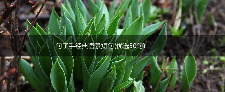 句子手经典语录短句(优选50句),第1张
