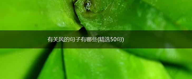 有关风的句子有哪些(精选50句),第1张