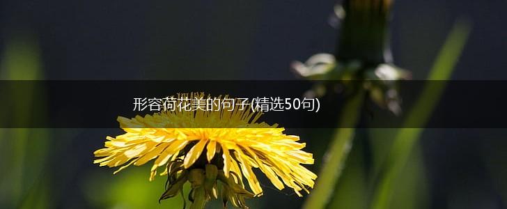 形容荷花美的句子(精选50句),第1张