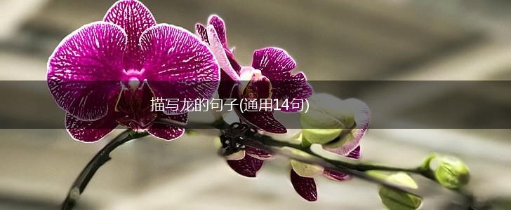 描写龙的句子(通用14句),第1张