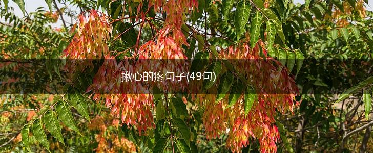 揪心的疼句子(49句),第1张 揪心的疼句子(49句),第1张