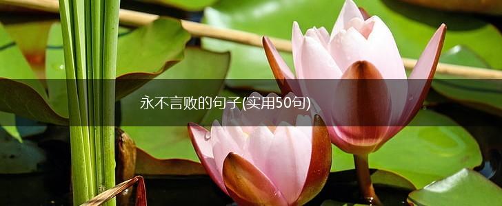 永不言败的句子(实用50句),第1张