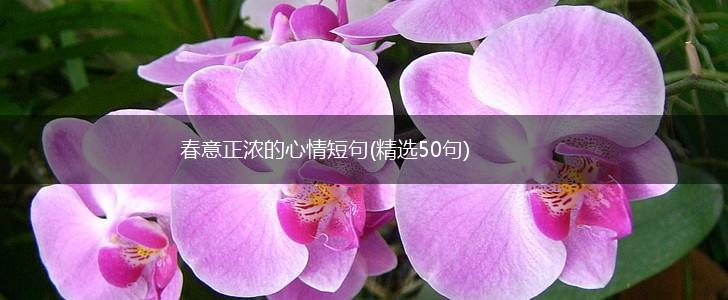 春意正浓的心情短句(精选50句),第1张