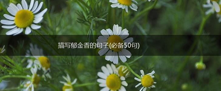 描写郁金香的句子(必备50句),第1张