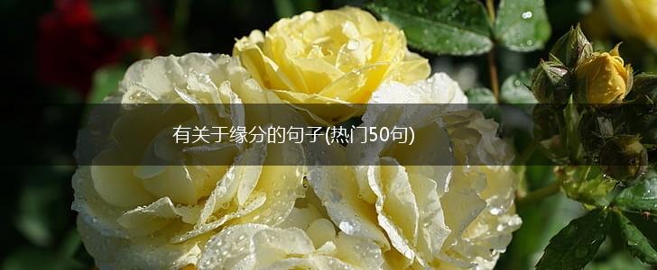 有关于缘分的句子(热门50句),第1张