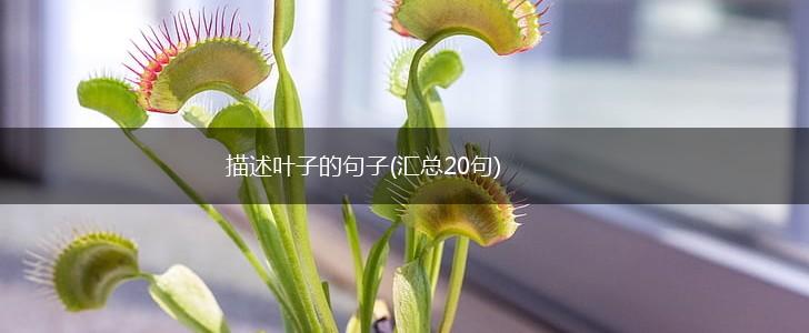 描述叶子的句子(汇总20句),第1张