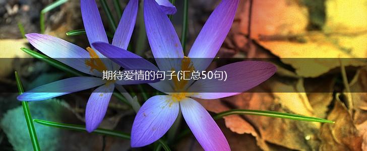 期待爱情的句子(汇总50句),第1张