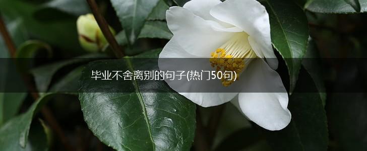 毕业不舍离别的句子(热门50句),第1张