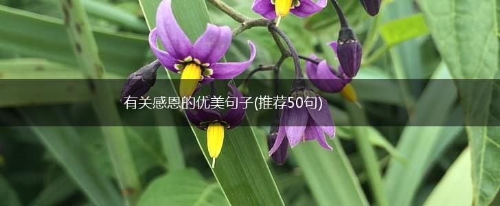 有关感恩的优美句子(推荐50句),第1张