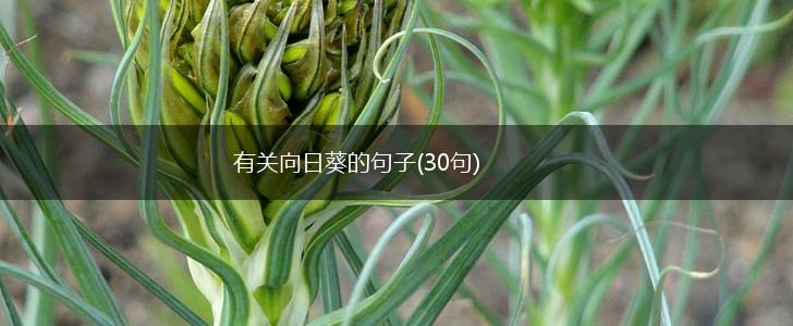 有关向日葵的句子(30句),第1张