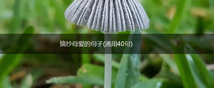 摘抄母爱的句子(通用40句),第1张