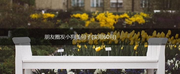朋友圈发小狗美句子(实用60句),第1张