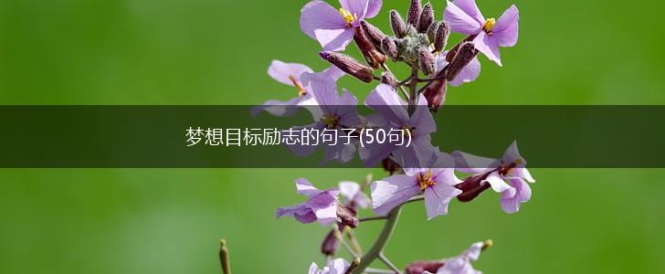 梦想目标励志的句子(50句),第1张