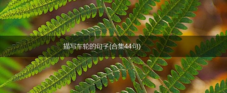 描写车轮的句子(合集44句),第1张