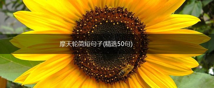 摩天轮简短句子(精选50句),第1张