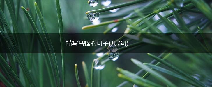 描写马蜂的句子(共7句),第1张