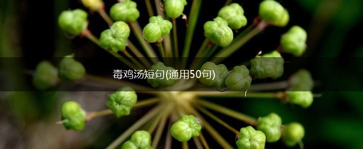 毒鸡汤短句(通用50句),第1张