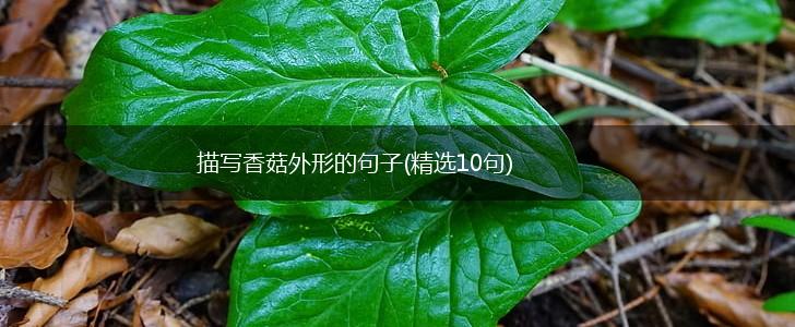 描写香菇外形的句子(精选10句),第1张