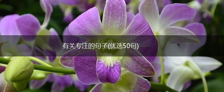有关专注的句子(优选50句),第1张
