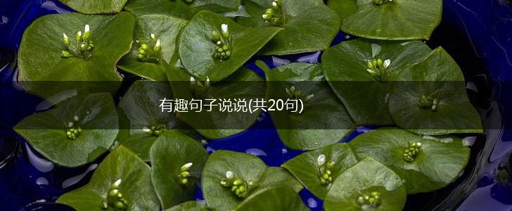 有趣句子说说(共20句),第1张
