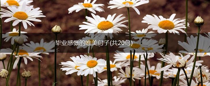 毕业感慨的唯美句子(共20句),第1张