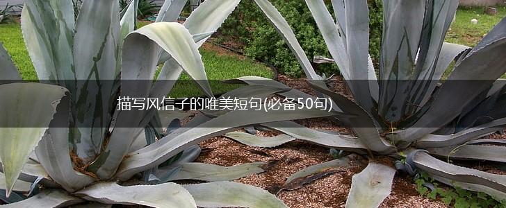 描写风信子的唯美短句(必备50句),第1张