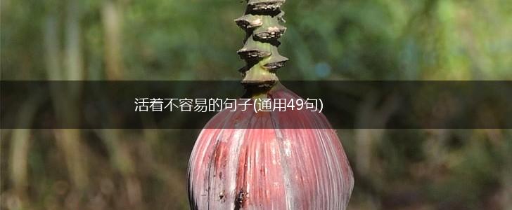 活着不容易的句子(通用49句),第1张