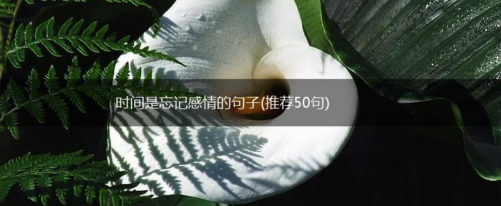 时间是忘记感情的句子(推荐50句),第1张