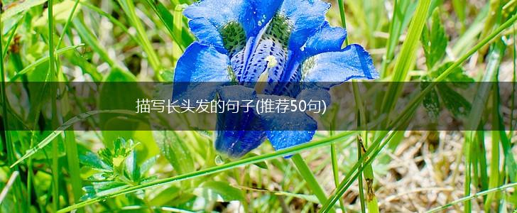 描写长头发的句子(推荐50句),第1张