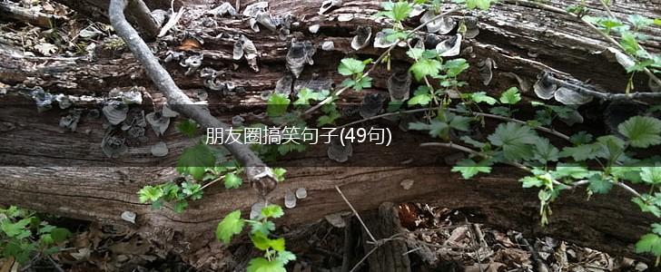 朋友圈搞笑句子(49句),第1张