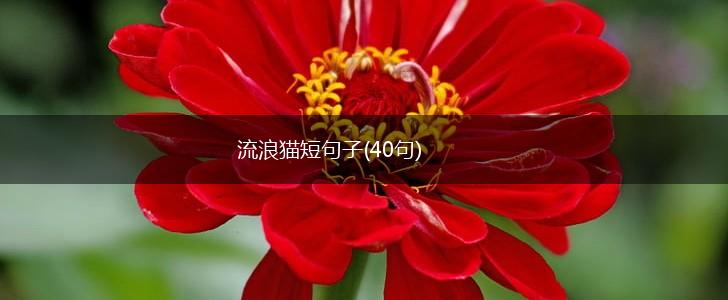 流浪猫短句子(40句),第1张